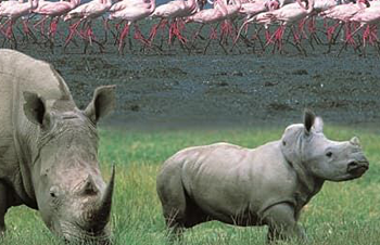 Rhinoes at the shore of Lake Nakuru in the Rift Valley