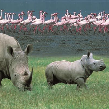 Rhinoes at the shore of Lake Nakuru in the Rift Valley