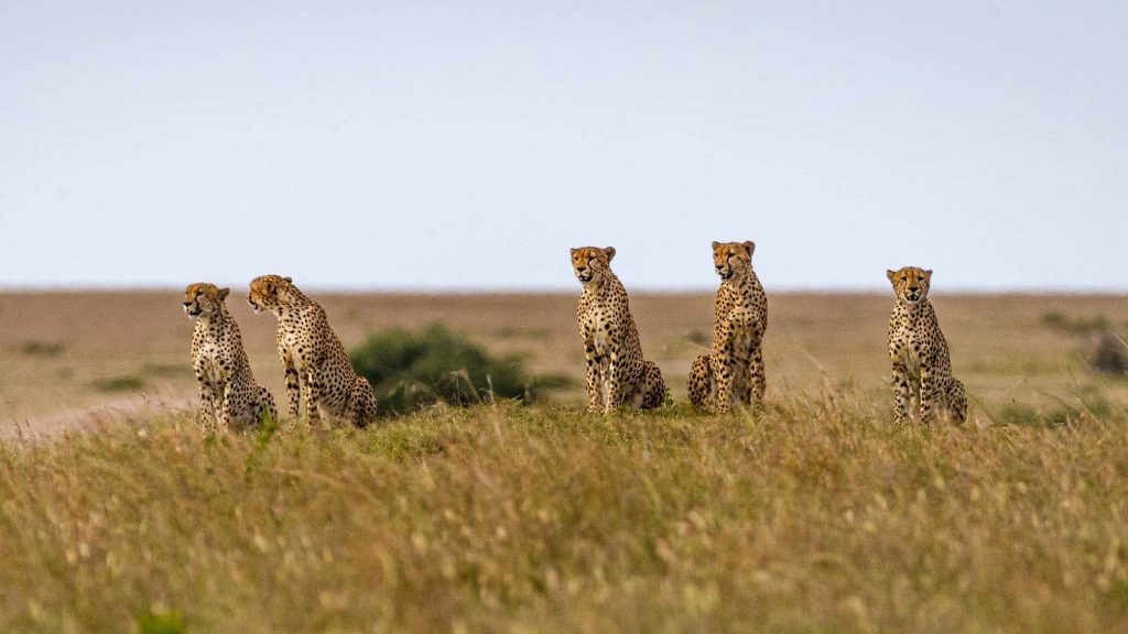 Big Cats observing the Maasai Mara at a Cheetah Conservancy