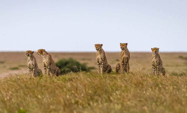 Big Cats observing the Maasai Mara at a Cheetah Conservancy