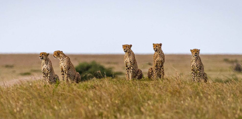 Big Cats observing the Maasai Mara at a Cheetah Conservancy