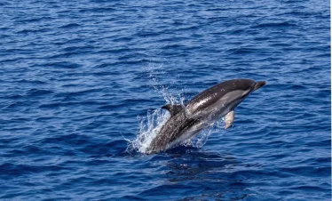 A dolphin swimming in the indian ocean in Diani seen during Wasini tours