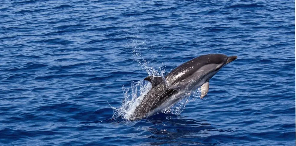A dolphin swimming in the indian ocean in Diani seen during Wasini tours