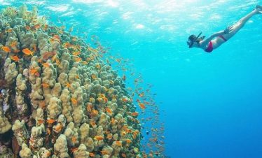 Diving and Snokrkeling duirng the marine tours