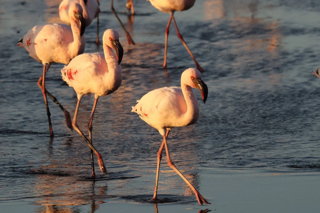 Flamingoes on the Lake Nakuru taken during a Mamis Budget tour