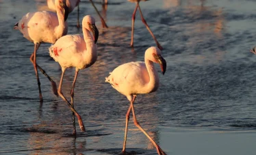 Flamingoes on the Lake Nakuru taken during a Mamis Budget tour