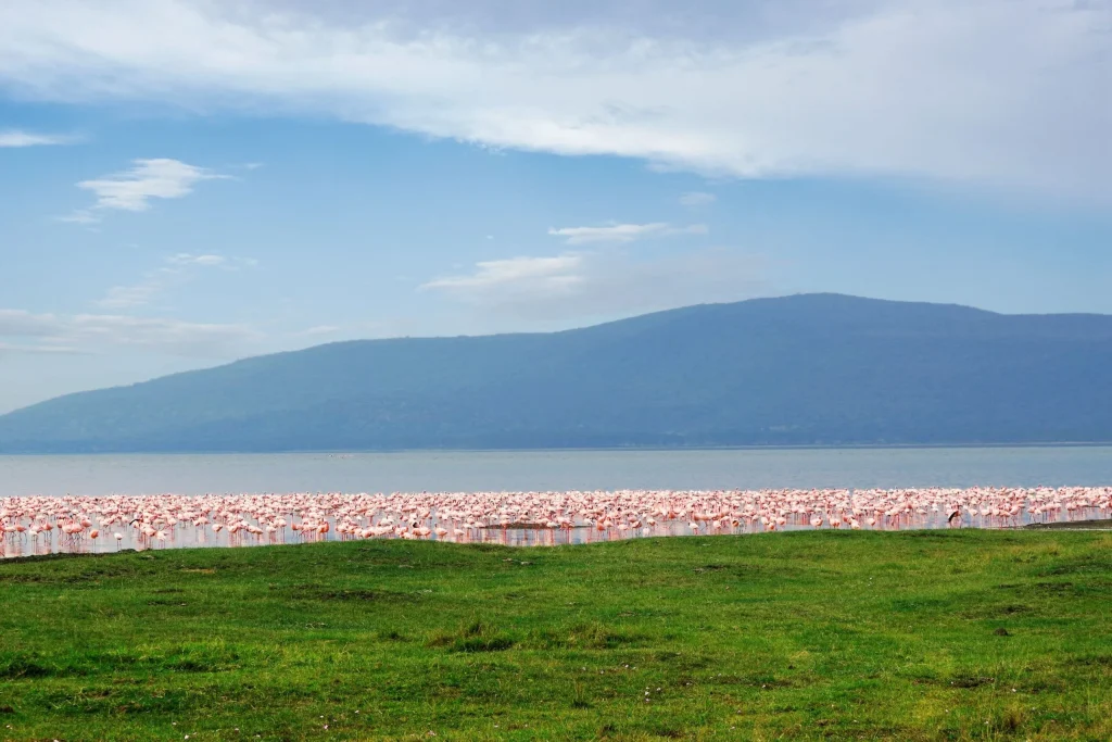 Image of flamingoes on Lake Nakuru and the famous Lion Hill