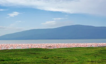 Image of flamingoes on Lake Nakuru and the famous Lion Hill