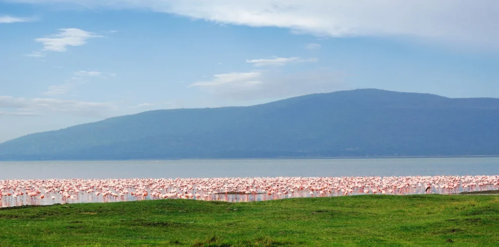 Image of flamingoes on Lake Nakuru and the famous Lion Hill