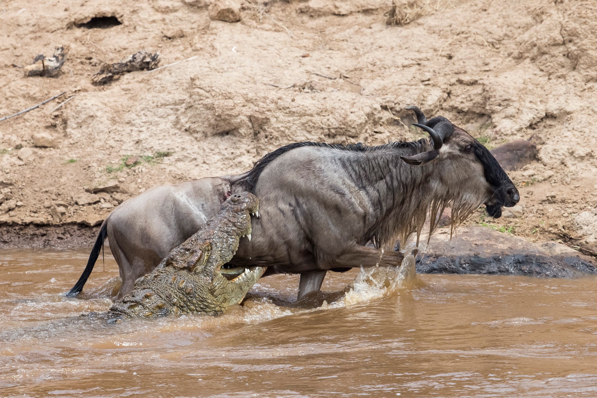 Wildebeest Facts: Essential Knowledge Before You Go on Safari