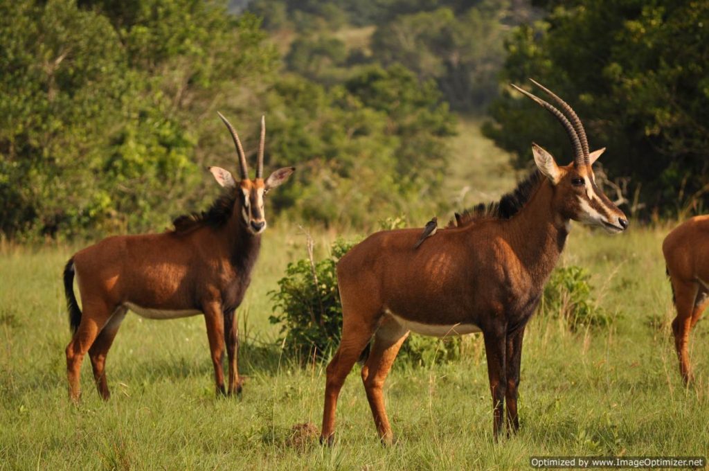 Sable antelopes grazing in shimba hill seen during a game drive in Diani
