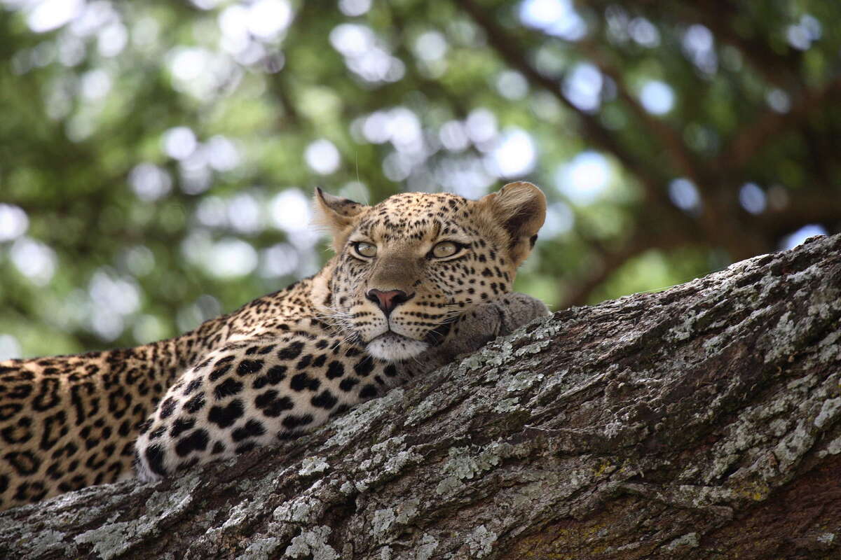 How to Combine Tanzania & Kenya for the Ultimate Safari Adventure