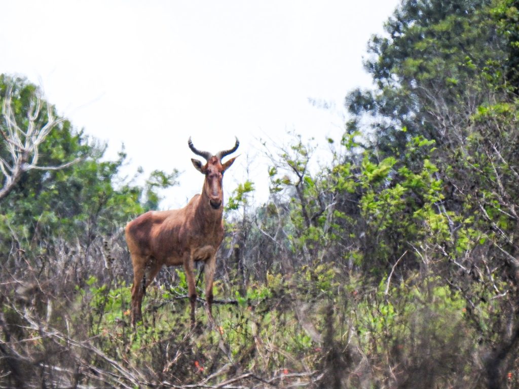 A Sable antelope popular in Shimba Hills Drive in Diani