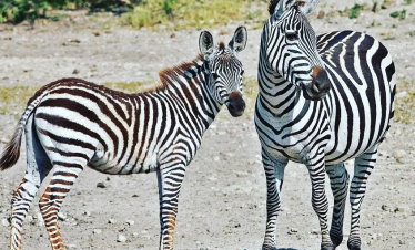 Zebras seen during a trip of Tsavo National Park