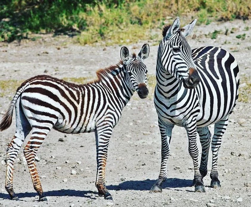 Zebras seen during a trip of Tsavo National Park