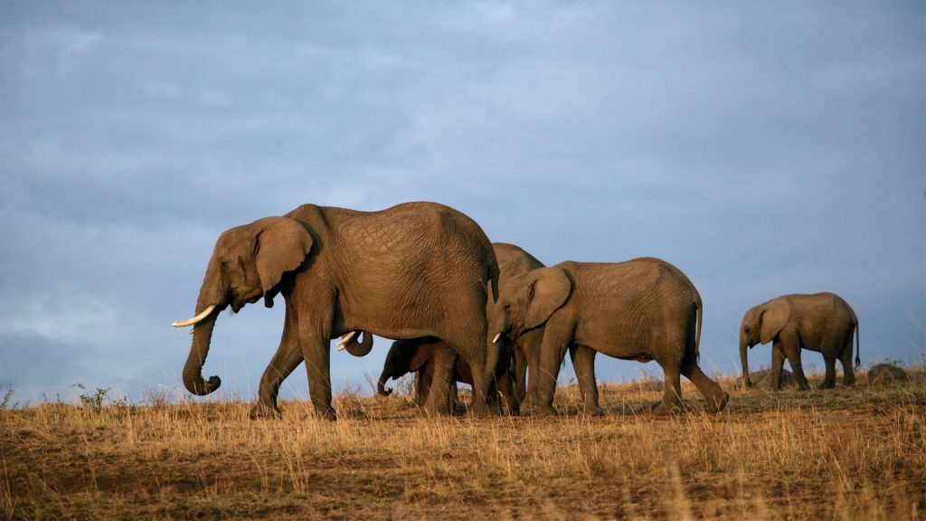 Herds of Elephants Seen at Tsavo Safari