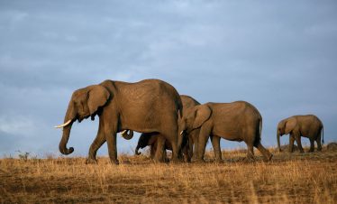 Herds of Elephants Seen at Tsavo Safari