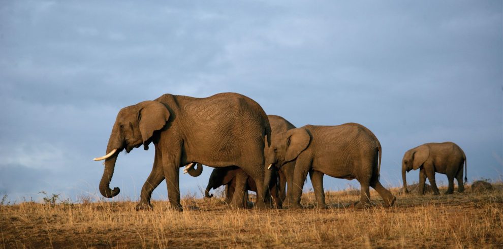 Herds of Elephants Seen at Tsavo Safari