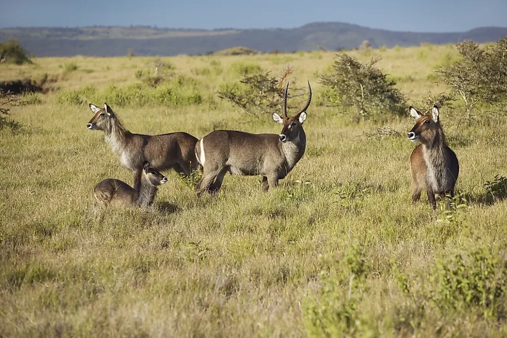 Waterbucks at Lewa Conservancy in the Mount Kenya area.