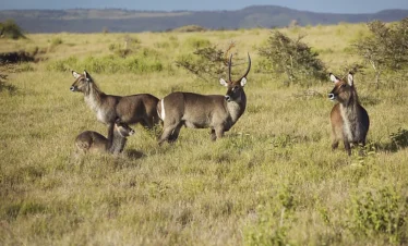 Waterbucks at Lewa Conservancy in the Mount Kenya area.